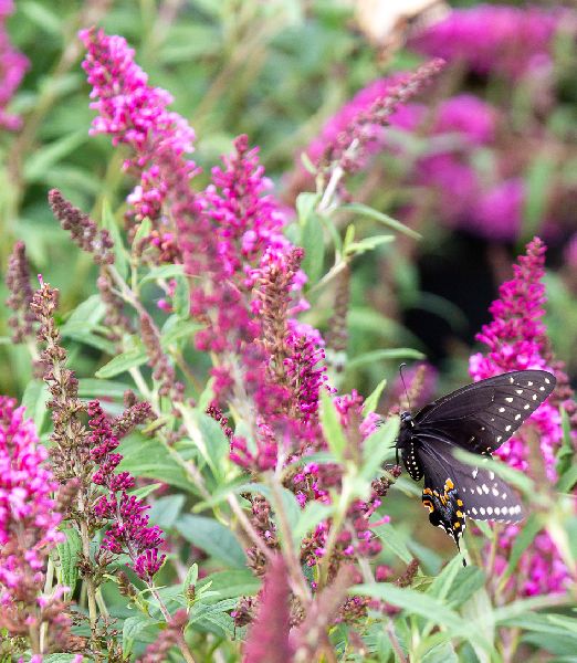 Buddleja davidii 'Butterfly Tower' ® magenta